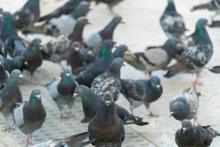 Doença do pombo: saiba como essa praga urbana afeta a sua saúde