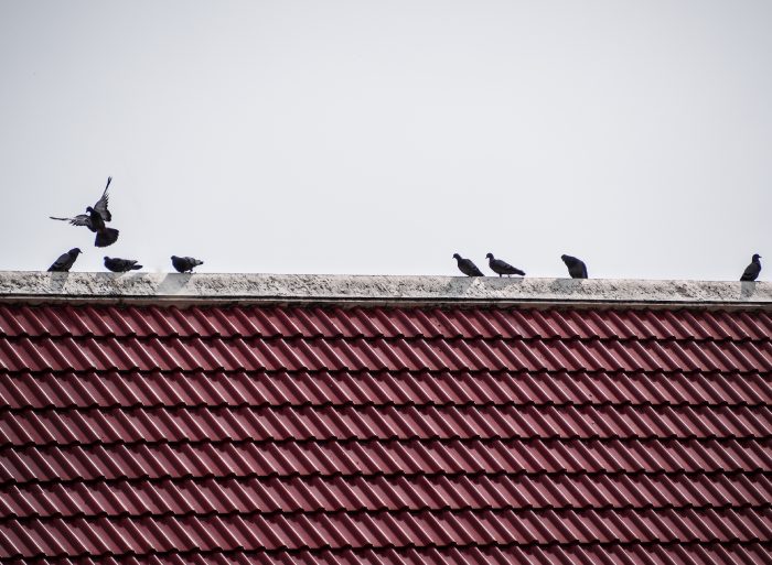 Você sabe como evitar os pombos em seu estabelecimento? Conheça as 3 principais dicas para se livrar dessa praga urbana!