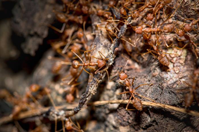 Dedetização de formigas: entenda o motivo pelo qual esses pequenos insetos são grandes vilões!