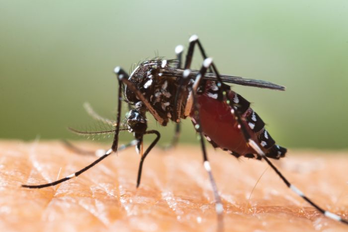 Mosquitos: saiba os principais estabelecimentos que necessitam do serviço de dedetização de mosquitos