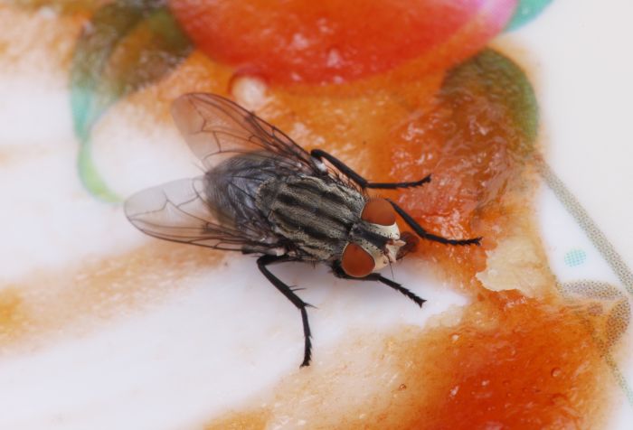 Para que serve a dedetização de moscas?