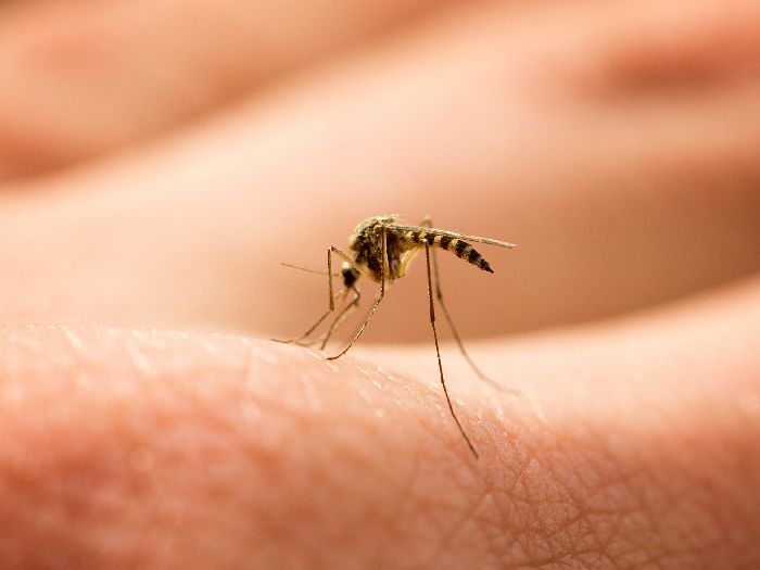 Por que o aumento da temperatura favorece a presença dos mosquitos?